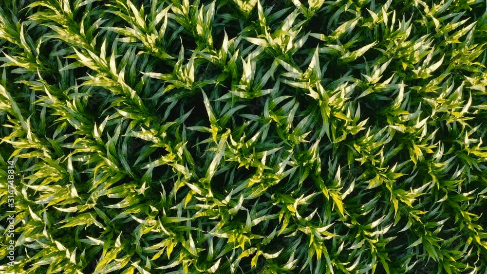 Aerial top view of cornfield green plants corn crops growing in countryside Aerial top view of cornfield green plants corn crops growing in countryside