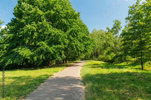Road through the park or forest
