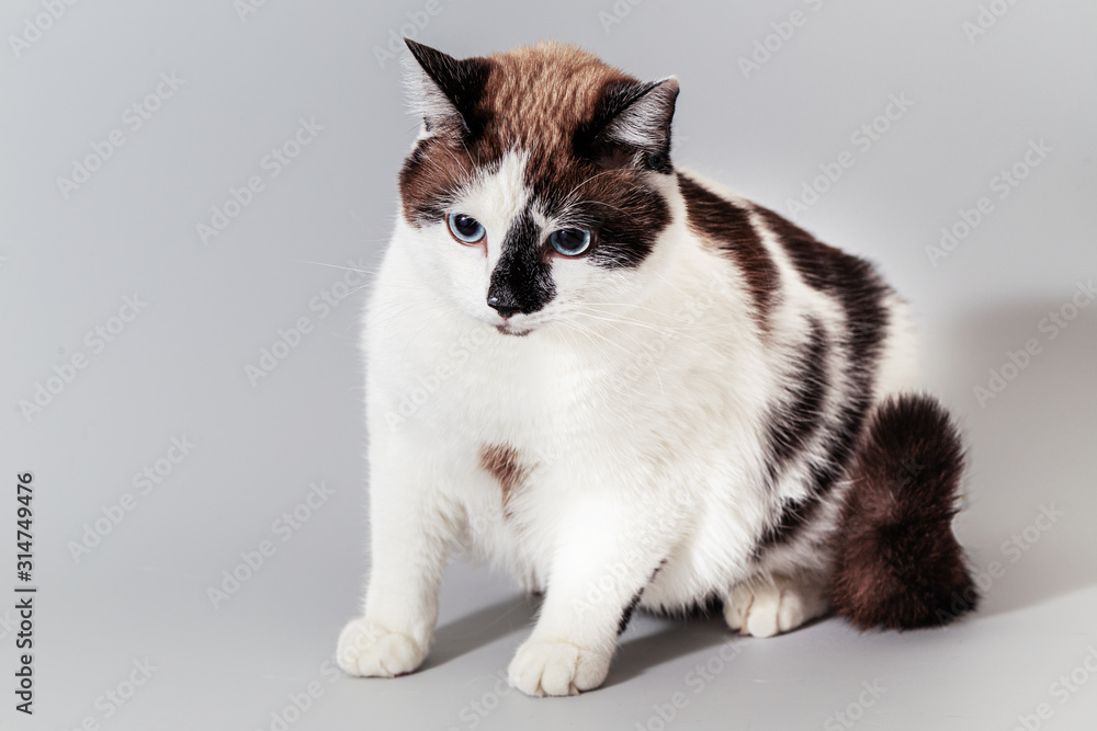 Cat half-breed of snow-shoe on a gray background. Cat half-breed of snow-shoe on a gray background.
