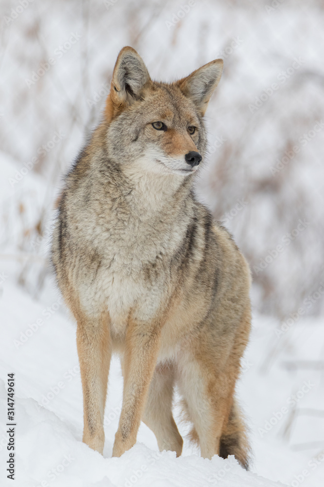 Fototapeta premium Low angle front view closeup of Coyote looking afar at some prey