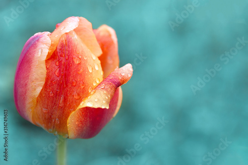 pomaranczowy-tulipan-w-czerwone-paski