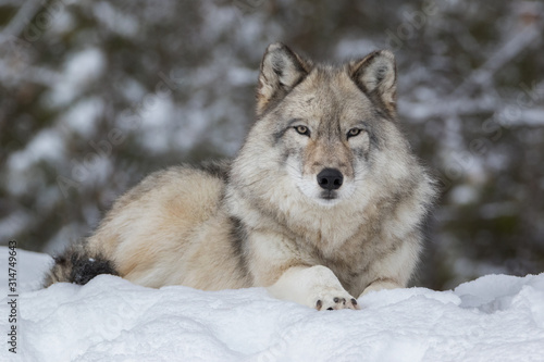 Close up of Gray Wolf laying down in snow and looking at camera