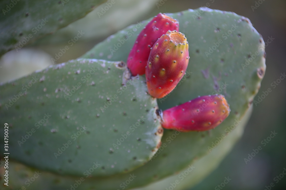 Prickly pear named also Indian fig opuntia, cactus pear, and spineless cactus, in latin Opuntia ficus-indica, close up leaves and fruits Prickly pear named also Indian fig opuntia, cactus pear, and spineless cactus, in latin Opuntia ficus-indica, close up leaves and fruits