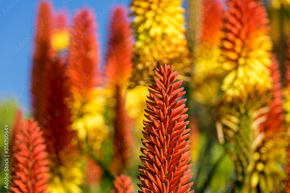 Bunte Fackellilien, Kniphofia, Raketenblumen auf La Palma (Nahaufnahme) Bunte Fackellilien, Kniphofia, Raketenblumen auf La Palma (Nahaufnahme)