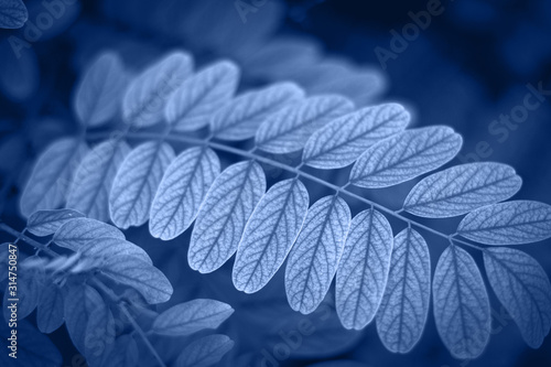 Trendy concept of  leaves with space for text, postcard or poster template photo