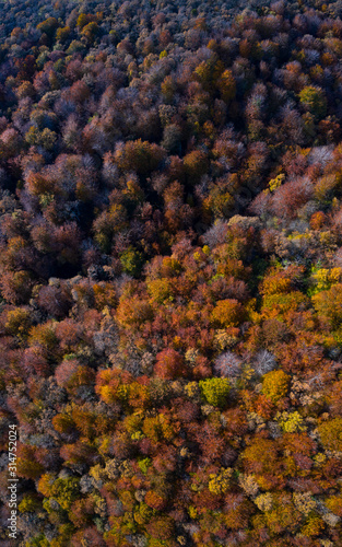 Aerial view of Beech forest in Irias forest, San Pedro de Soba, Soba Valley, Valles Pasiegos, Alto Ason, Cantabria, Spain, Europe