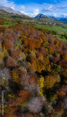 Aerial view of Beech forest in Irias forest, San Pedro de Soba, Soba Valley, Valles Pasiegos, Alto Ason, Cantabria, Spain, Europe © JUAN CARLOS MUNOZ