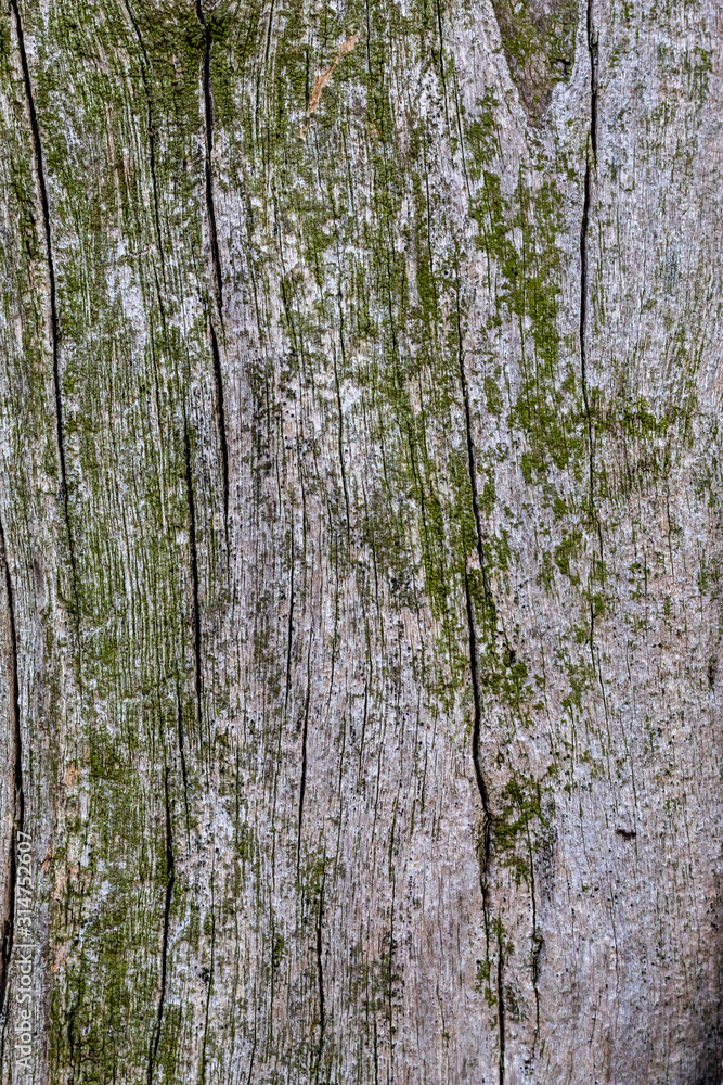 Close Up Tree Bark Texture