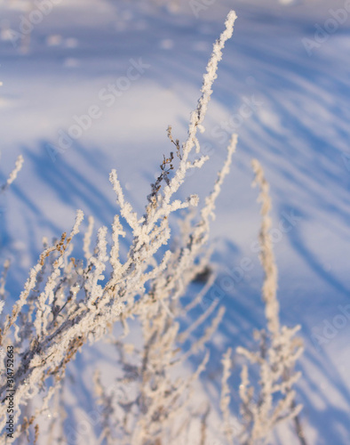 Winter white hoarfrost on trees, houses and streets