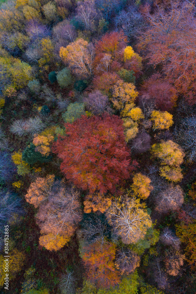 Obraz Aerial view, Landscape in autumn, Beech forest, Ramales de la Victoria, Alto Ason, Cantabria, Spain, Europe