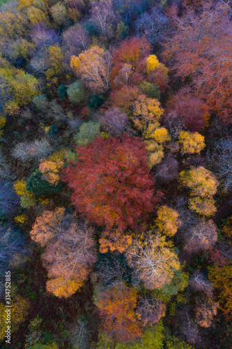 Aerial view, Landscape in autumn, Beech forest, Ramales de la Victoria, Alto Ason, Cantabria, Spain, Europe