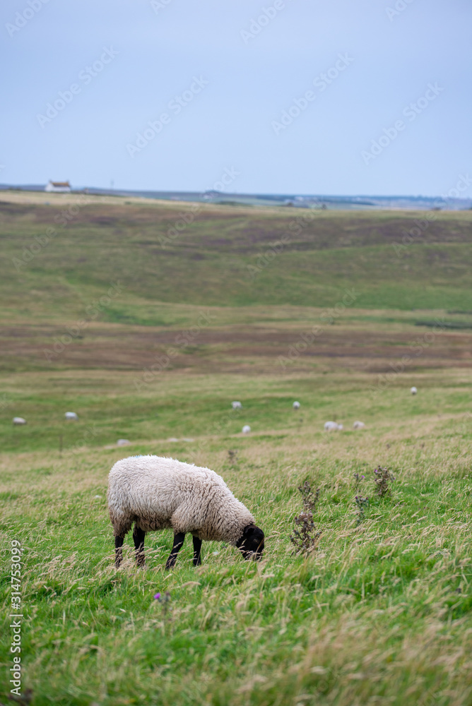 Pecore al pascolo sulle colline scozzesi Pecore al pascolo sulle colline scozzesi