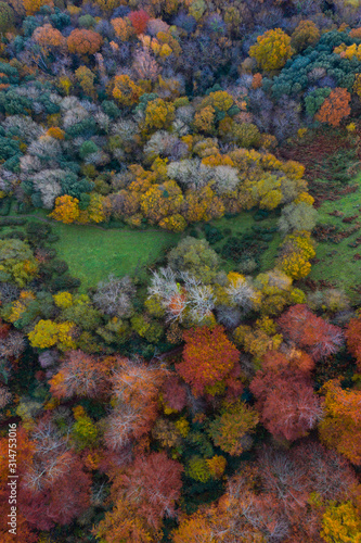Aerial view  Landscape in autumn  Beech forest  Ramales de la Victoria  Alto Ason  Cantabria  Spain  Europe
