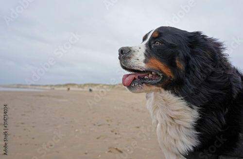 Portrait of a Bernese Mountain Dog on a sandy beach, side view, Camber Sands, England 