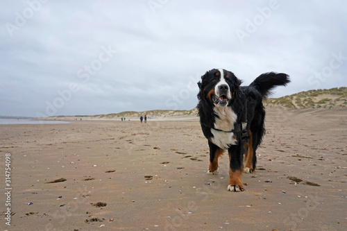 Bernese Mountain Dog standing on the sandy beach, Camber Sands, UK