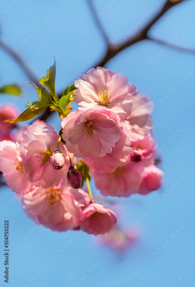 Sakura blossom in the Sakura blossom in the