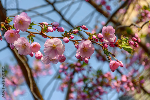 Sakura blossom in the 