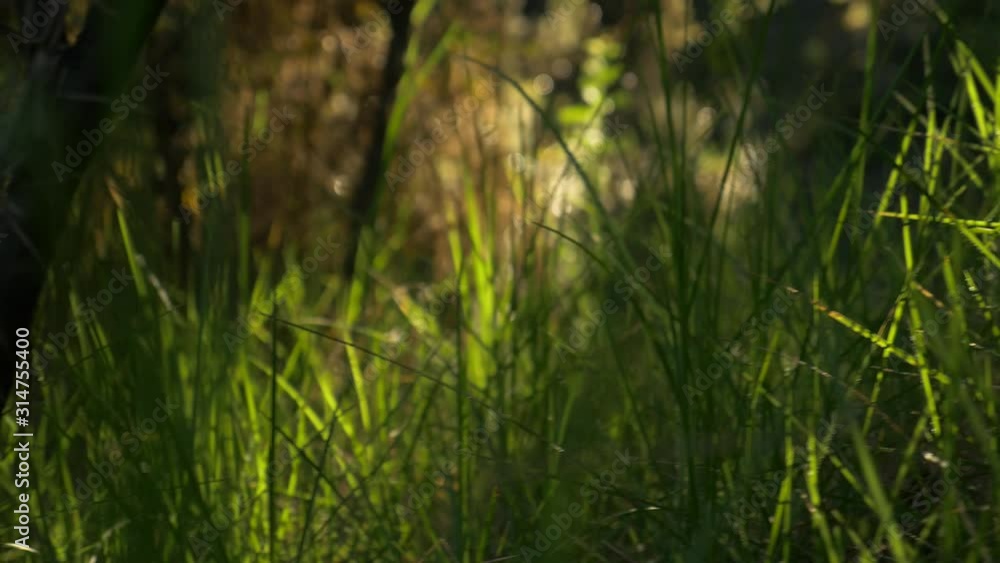 grassy forest floor in Hawaii forest at sunset