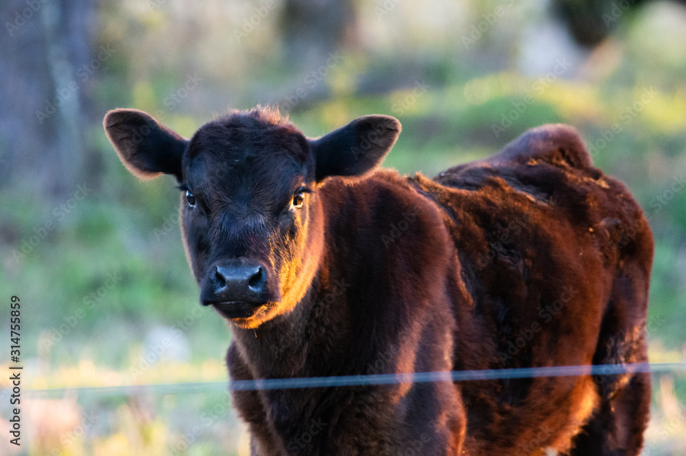 Fototapeta premium country cow 