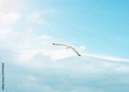 beautiful flight of a seagull in the blue sky, on a clean background, close-up.