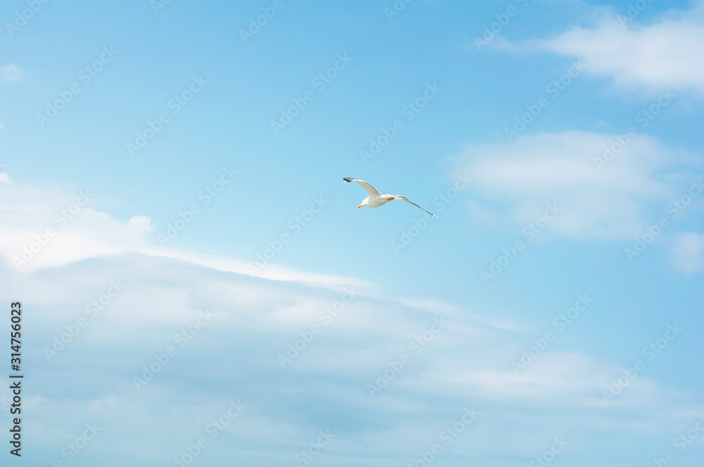 Fototapeta premium beautiful flight of a seagull in the blue sky, on a clean background, close-up.