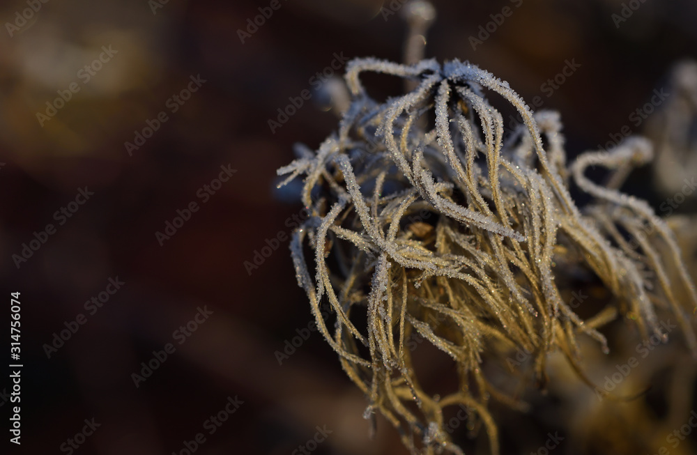 Close-up of frozen seeds of wild vine that glisten with ice crystals in winter against light background in nature Close-up of frozen seeds of wild vine that glisten with ice crystals in winter against light background in nature