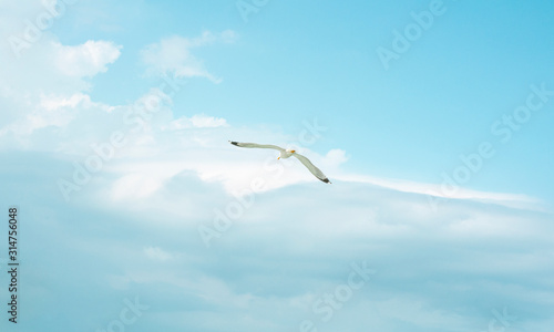 beautiful flight of a seagull in the blue sky  on a clean background  close-up.
