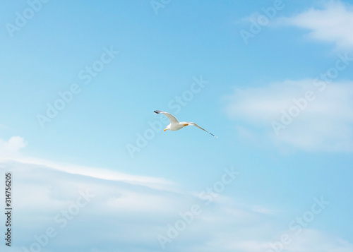 beautiful flight of a seagull in the blue sky, on a clean background, close-up. © Дмитрий Демьянов
