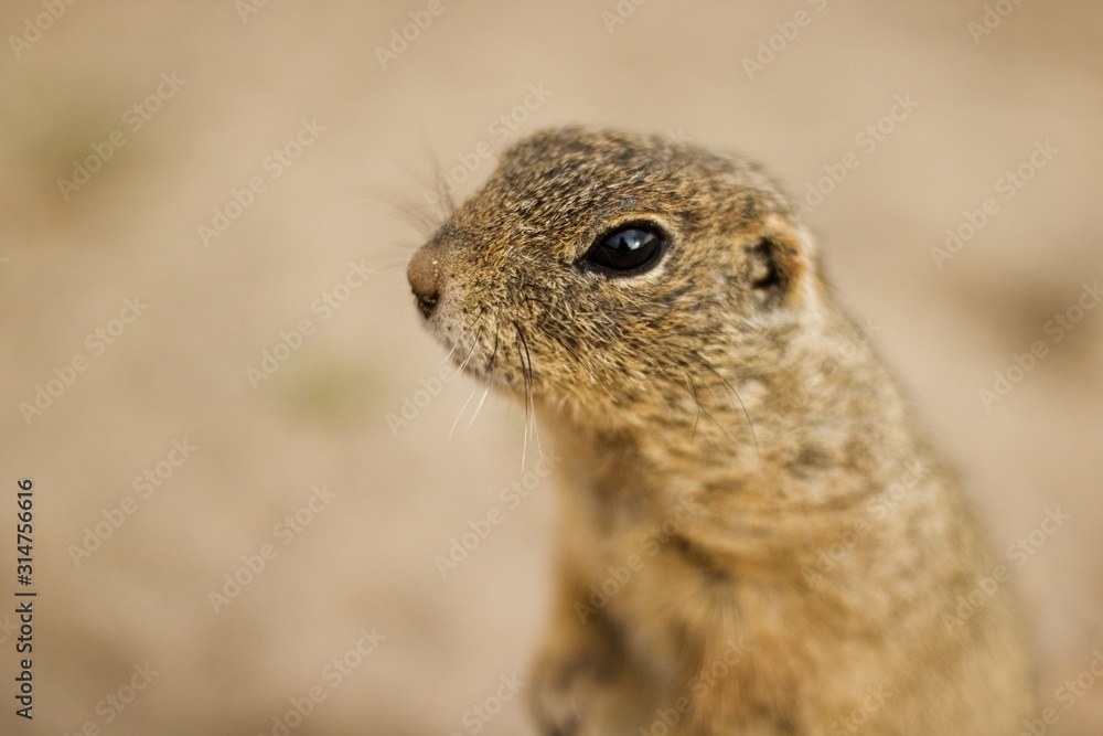 Fototapeta premium ground squirrel on beige sand.