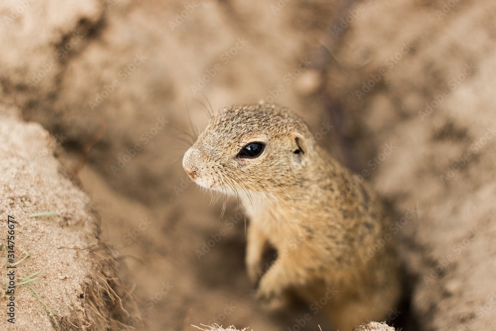 ground squirrel on beige sand. ground squirrel on beige sand.