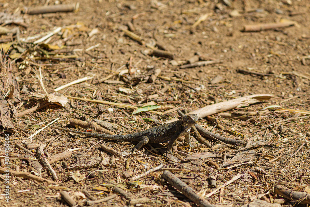 fence lizard basking in the sun on dirt littered with sticks fence lizard basking in the sun on dirt littered with sticks