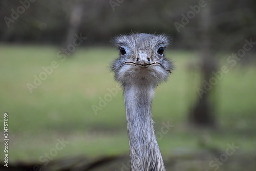 Greater rhea is large flightless South American bird which roams the open pampas and sparse woodlands of Argentina, Brazil, Bolivia, Paraguay, Uruguay. They eat plants, fruits, seeds, insects, lizards © Rusana