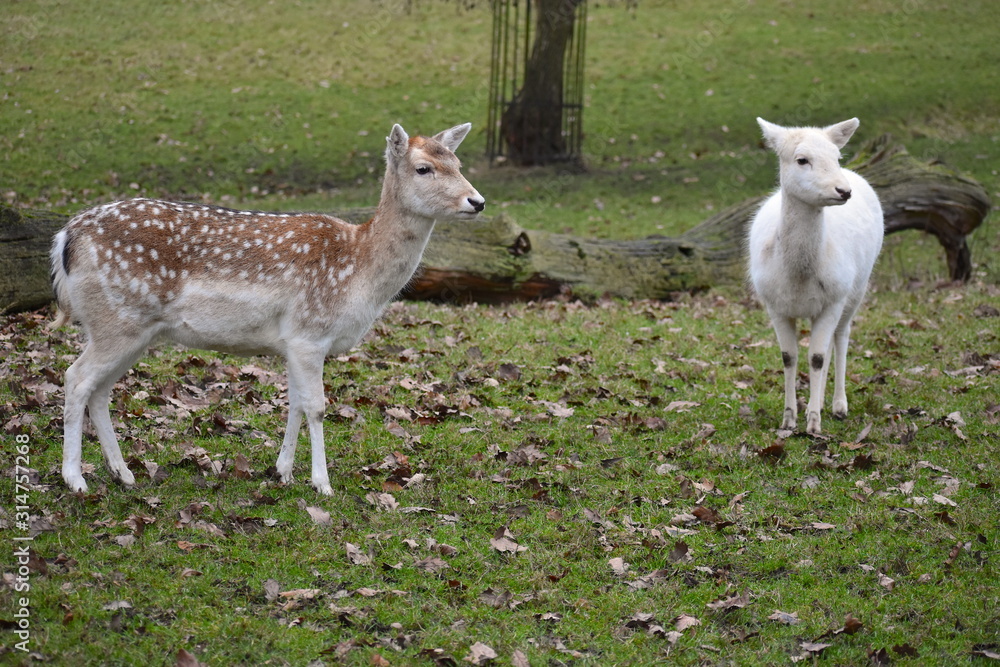 Obraz premium Chestnut coat doe white mottles light tail with black stripe. White variant of fallow deer. Country and forest estates in UK gain revenue from recreational stalking and farming fallow deer for venison