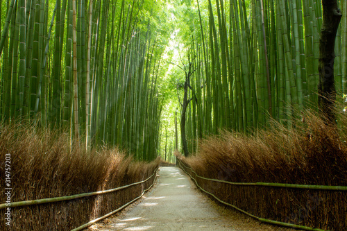 京都 竹林の道