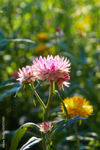 Helichrysum ( Straw flower) blooming outdoors. (Helichrysum bracteatum) 