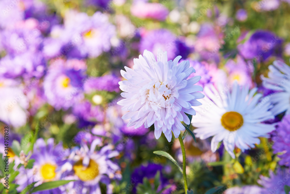 Chrysanthemum flowers as a background close up. Pink and purple Chrysanthemums in autumn. Chrysanthemum wallpaper. Floral background. Selective focus. Chrysanthemum flowers as a background close up. Pink and purple Chrysanthemums in autumn. Chrysanthemum wallpaper. Floral background. Selective focus.