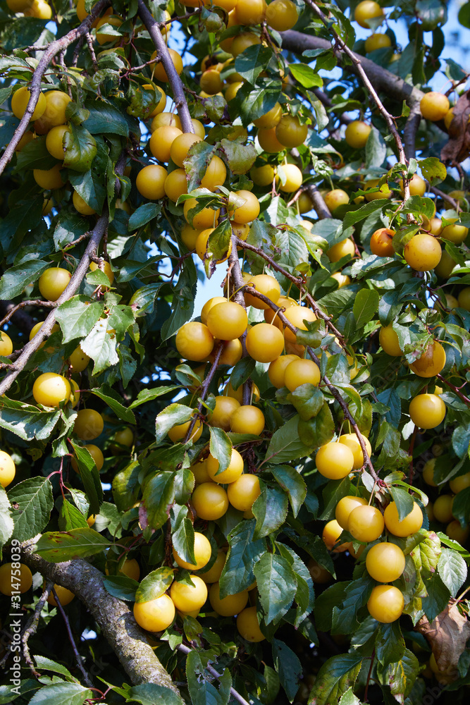 A Bunch of Ripe Yellow Plums on a Tree