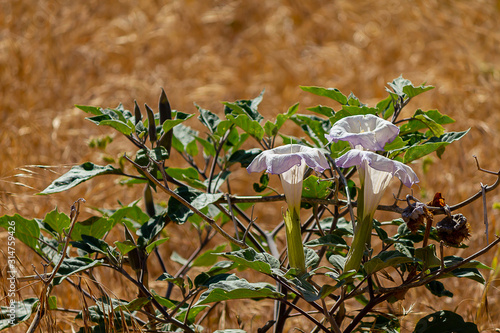 large white trumpet flower with leaves and buds photo