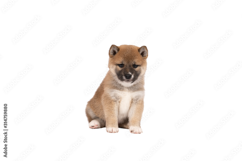 Shiba Inu puppy sitting isolated in a white background with space for tekst copy space