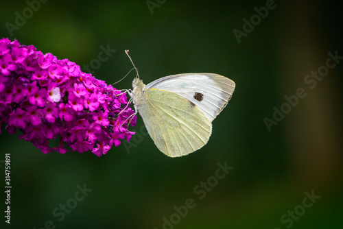 Cabbage white butterfly on a purple Buddleja davidii flower