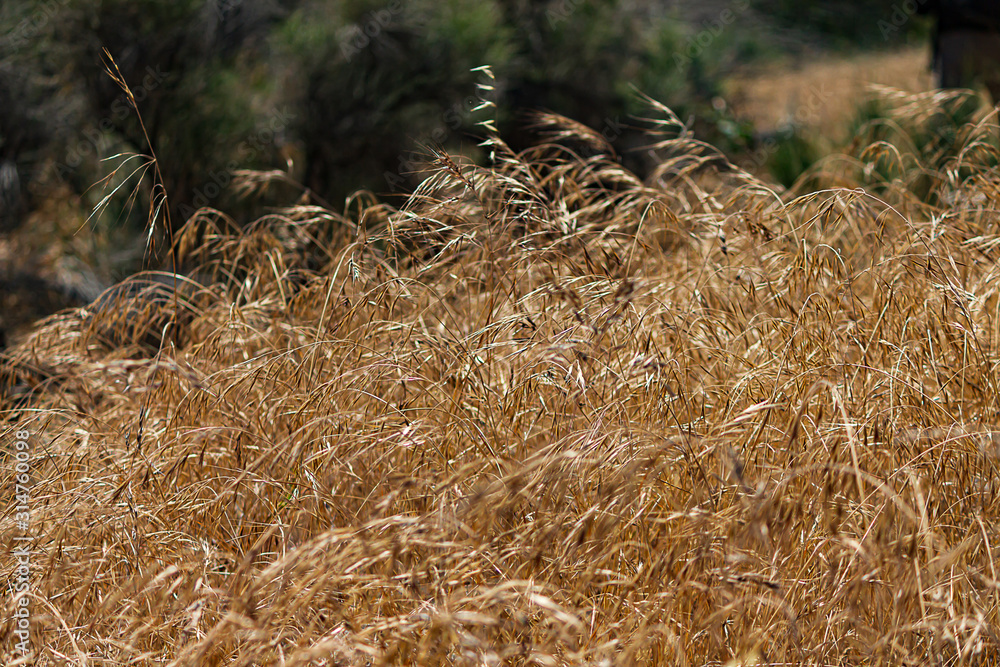 Fototapeta premium heads of mature wild oat grass gowing free