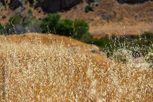 heads of mature wild oat grass gowing free photo