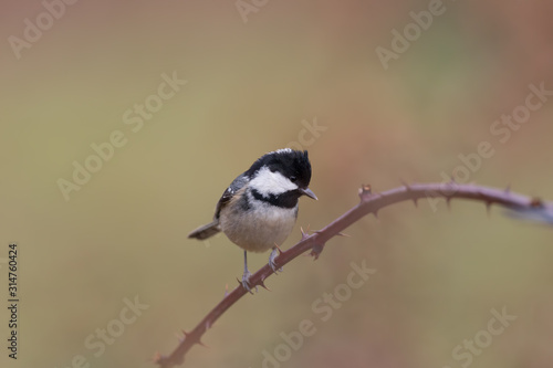 Coal tit