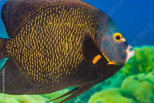 Closeup of adult French Angelfish swimming © Focused Adventures