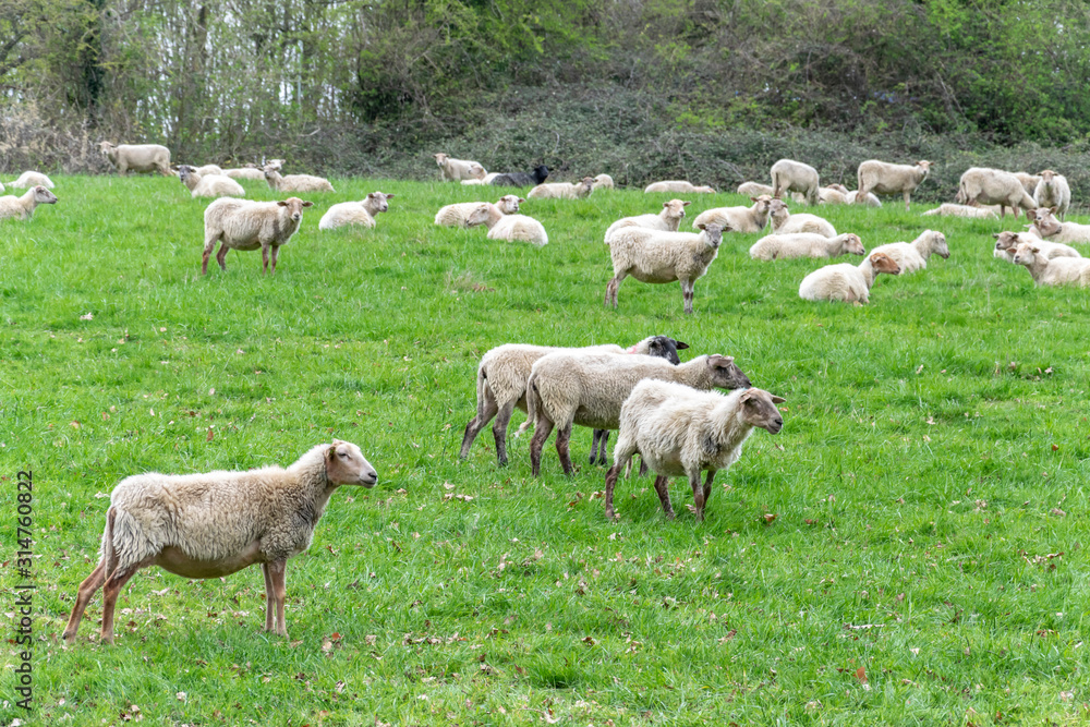 A flock of sheep grazes in a green meadow. Countryside landscape with livestock on a pasture. A flock of sheep grazes in a green meadow. Countryside landscape with livestock on a pasture.