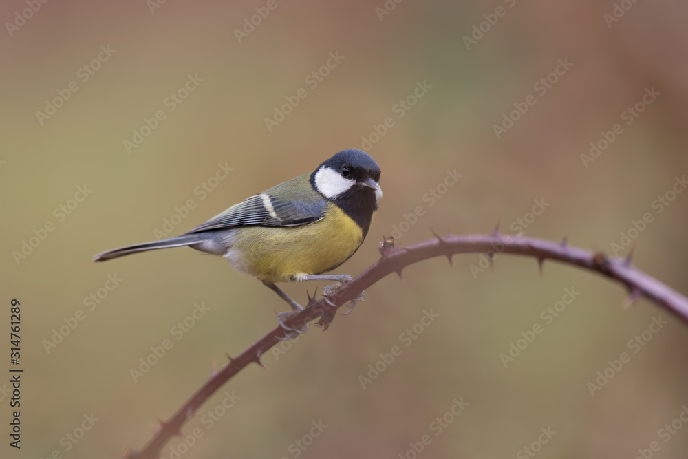 Naklejka premium Tit 2