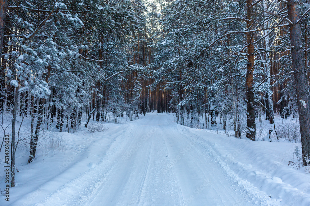 Fototapeta premium winter landscape with pine forest with snowy trees and road