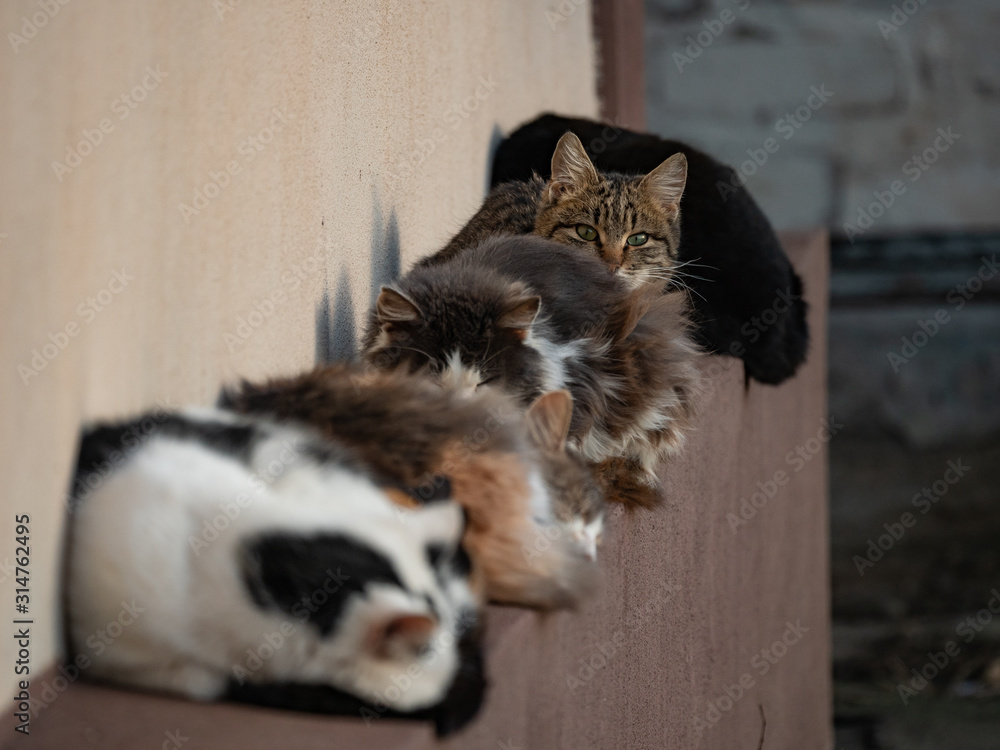 Cats are sitting in a row on the porch of the house. A family of cats basks in the sun.