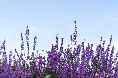 Close up of purple heather with a blue sky with bee