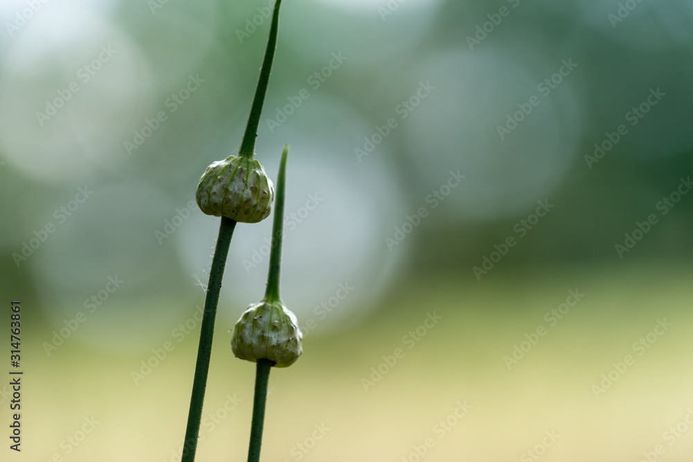 Common rush (Juncus effusus), buds and flowers, Close up with shallow depth of field and bokeh Common rush (Juncus effusus), buds and flowers, Close up with shallow depth of field and bokeh